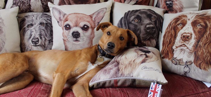 Cushions on the Sofa
