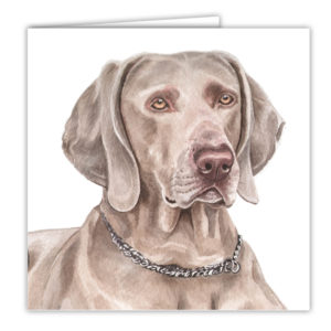 Weimaraner Dog Art Card / Greetings Card (AC-126)