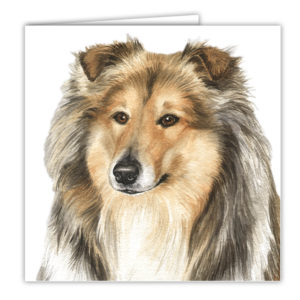 Rough Collie Art Card / Greetings Card (AC-136)