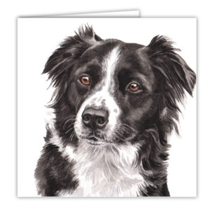 Border Collie Art Card / Greetings Card (AC-154)