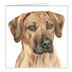 Rhodesian Ridgeback Dog Art Card / Greetings Card (AC-155)
