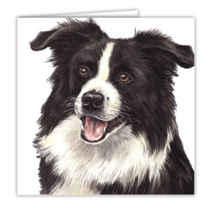 Border Collie Art Card / Greetings Card (AC-16)