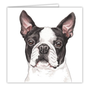 Boston Terrier Art Card / Greetings Card (AC-168)