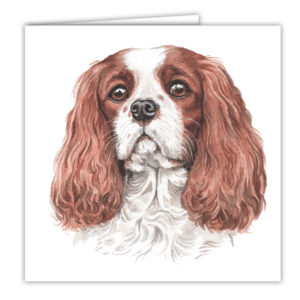 Cavalier King Charles Spaniel Art Card / Greetings Card (AC-181)