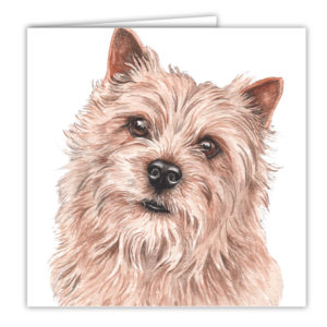 Norwich Terrier Art Card / Greetings Card (AC-194)