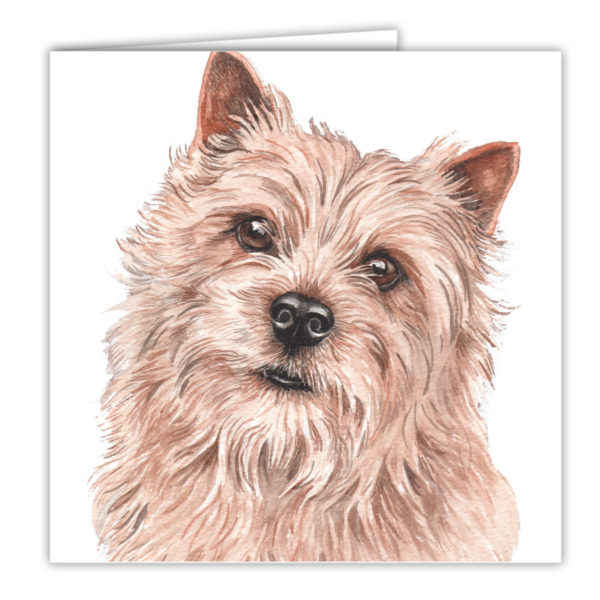 Norwich Terrier Art Card / Greetings Card (AC-194)