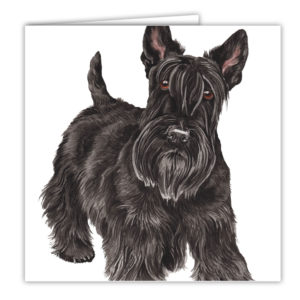 Scottish Terrier Art Card / Greetings Card (AC-206)