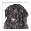 Newfoundland Dog Art Card / Greetings Card (AC-211) - Image 2