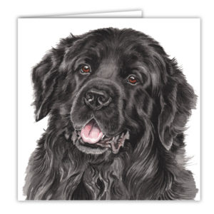 Newfoundland Dog Art Card / Greetings Card (AC-211)