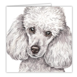 Miniature Poodle Art Card / Greetings Card (AC-212)
