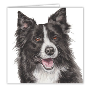 Border Collie Art Card / Greetings Card (AC-220)