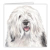Old English Sheepdog Dog Art Card / Greetings Card (AC-224) - Image 2