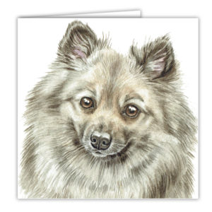 German Spitz Dog Art Card / Greetings Card (AC-237)