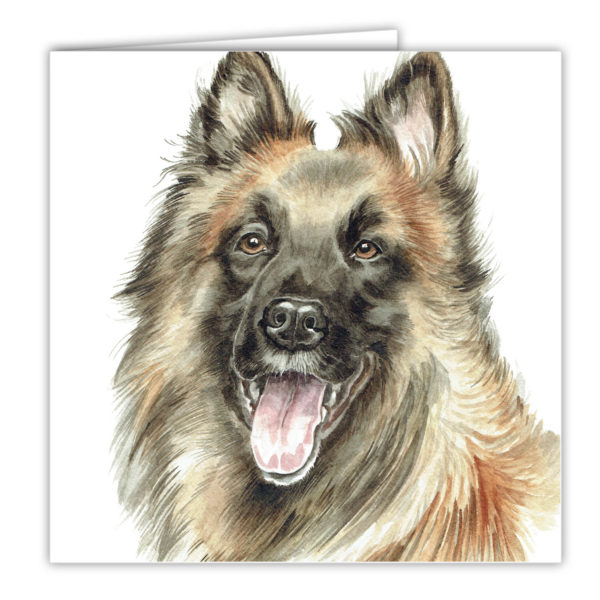 Belgian Shepherd Art Card / Greetings Card (AC-238)