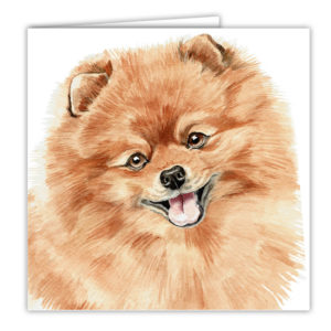 Pomeranian Art Card / Greetings Card (AC-242)