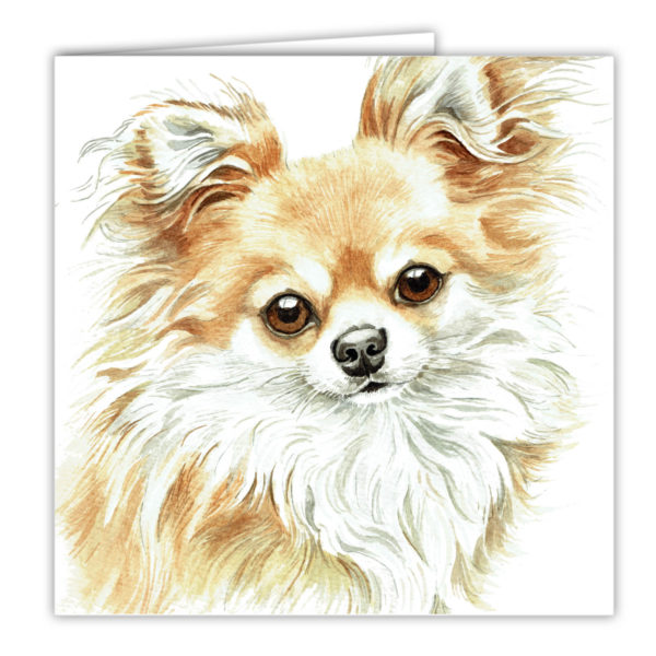 Long Haired Chihuahua AC-255