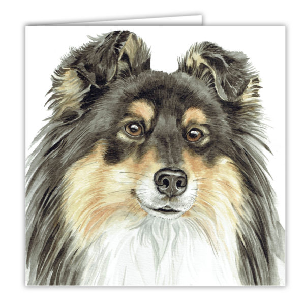 Tri Shetland Sheepdog Art Card (AC-257)