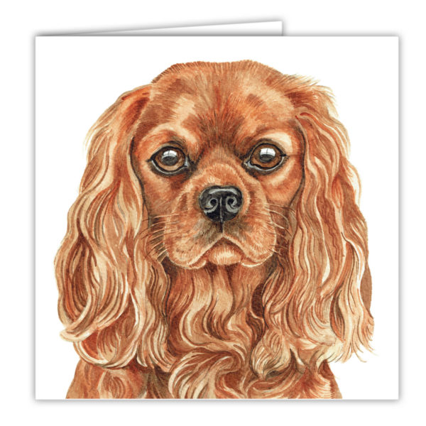 Ruby Cavalier King Charles Spaniel (AC-260)