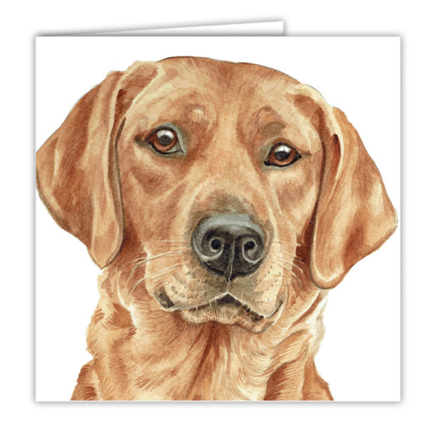 Fox Red Labrador Art Card (AC-263)