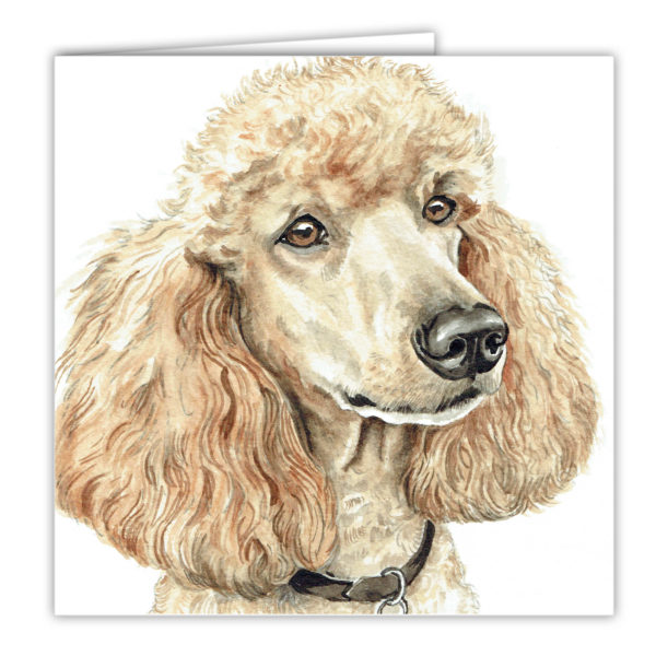 Apricot Poodle Art Card / Greetings Card AC-265