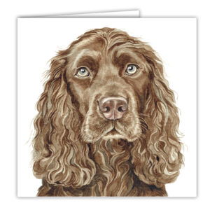 Chocolate Cocker Spaniel
