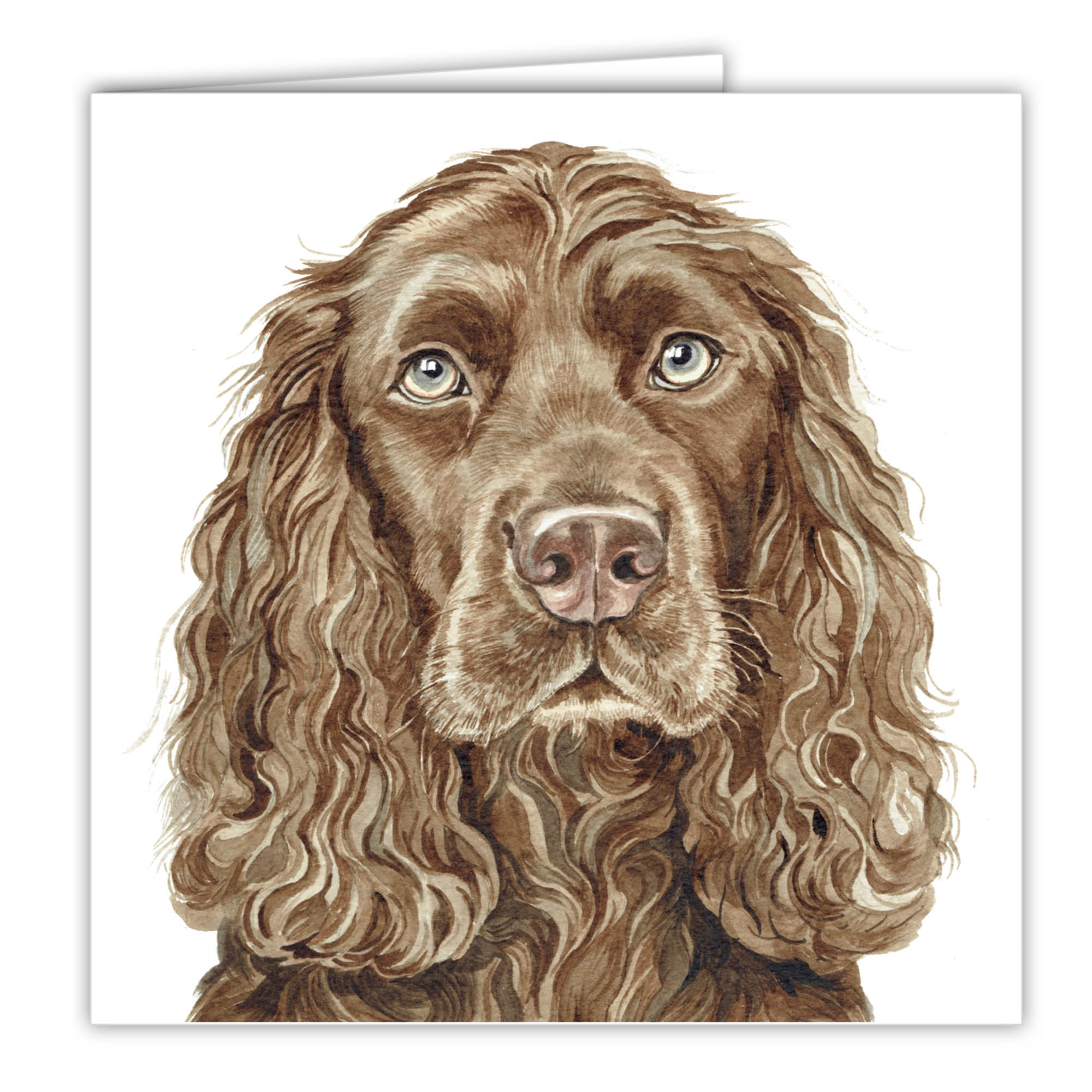 Chocolate Cocker Spaniel