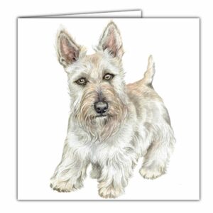 Wheaten Scottish Terrier Dog