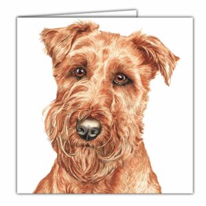 Irish Terrier Dog
