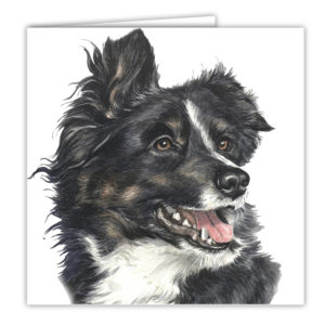 Border Collie Art Card / Greetings Card (AC-31)