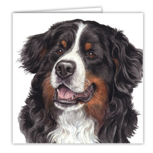 Bernese Mountain Dog Art Card / Greetings Card (AC-39)
