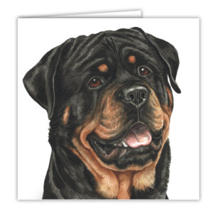Rottweiler Dog Art Card / Greetings Card (AC-48)