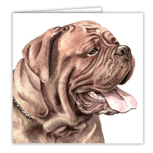 Dogue de Bordeaux Art Card / Greetings Card (AC-56)