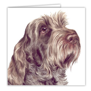 Italian Spinone Dog Art Card / Greetings Card (AC-72)