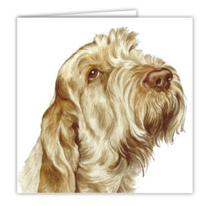 Italian Spinone Dog Art Card / Greetings Card (AC-77)