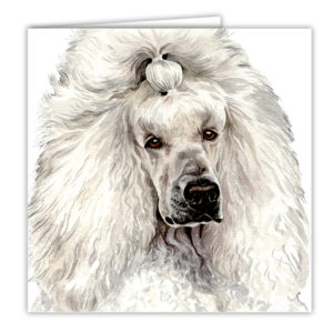 White Poodle Art Card / Greetings Card (AC-81)