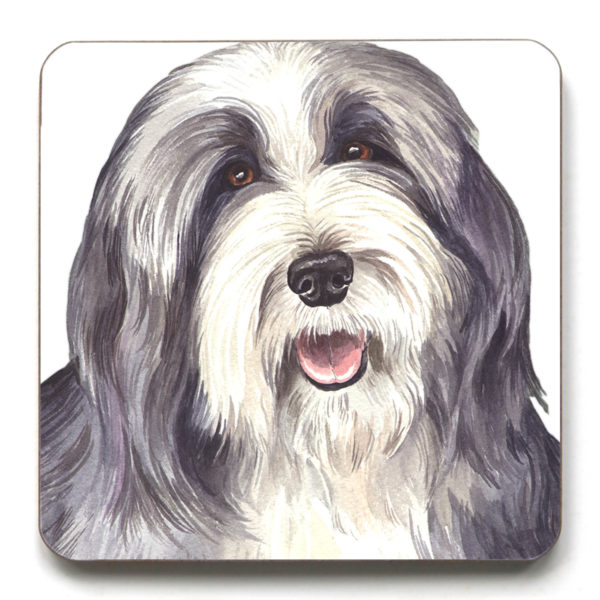 Bearded Collie