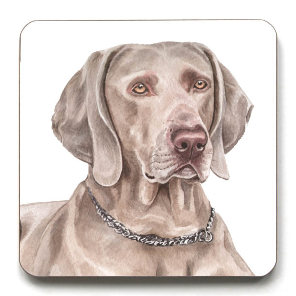 Weimaraner