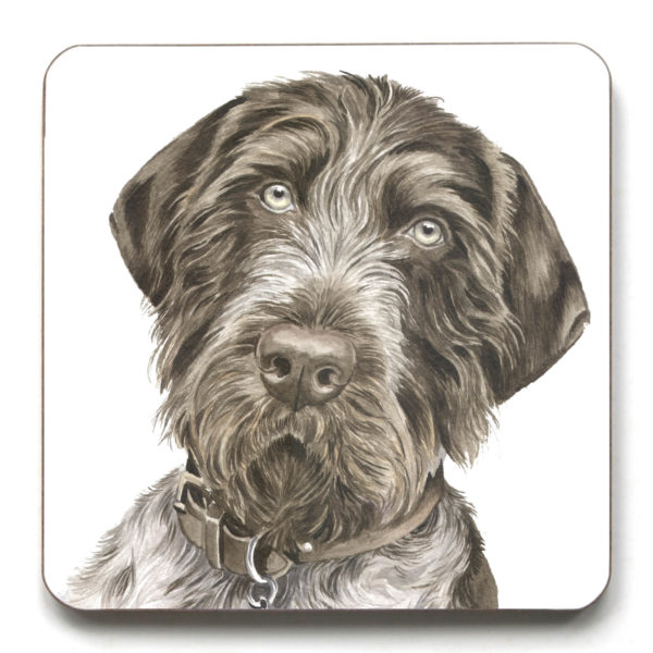 German Wire-haired Pointer