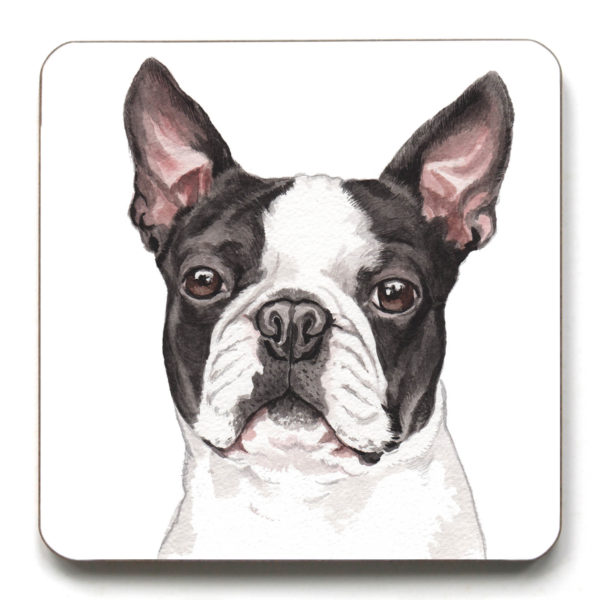 Boston Terrier