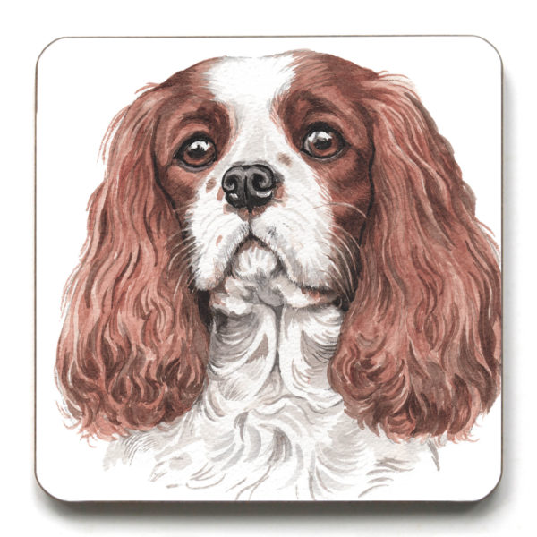 Cavalier King Charles Spaniel