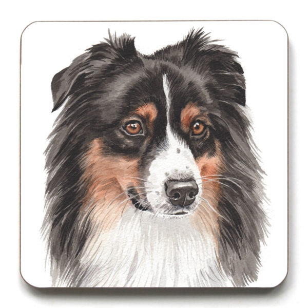 Australian Shepherd