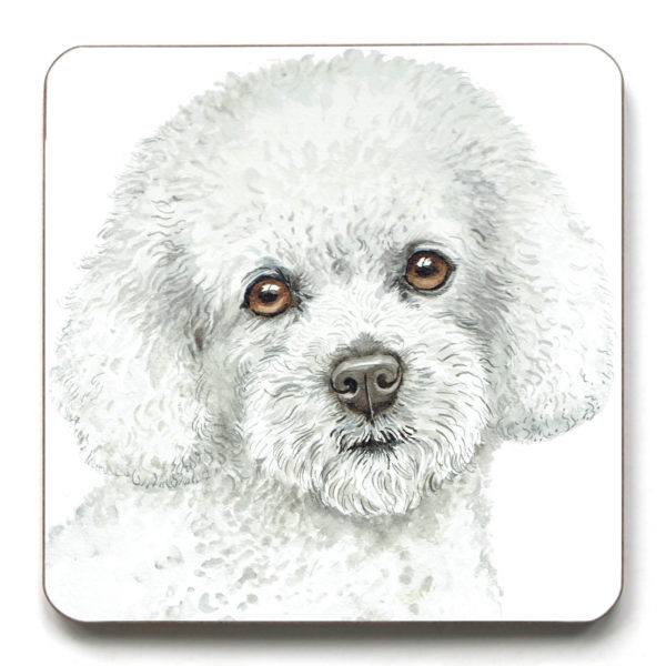 Bichon Frise