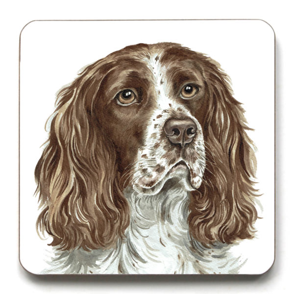 Springer Spaniel