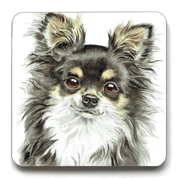 Tri Long-Haired Chihuahua (CST-254)