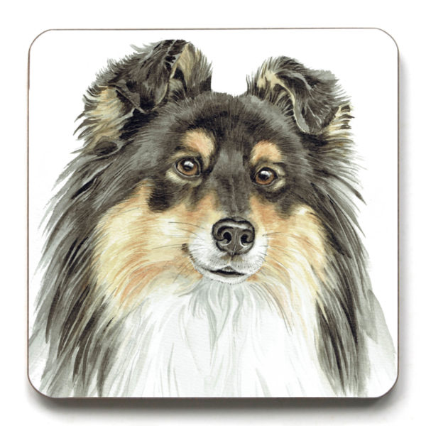 Tri Shetland Sheepdog (CST-257)