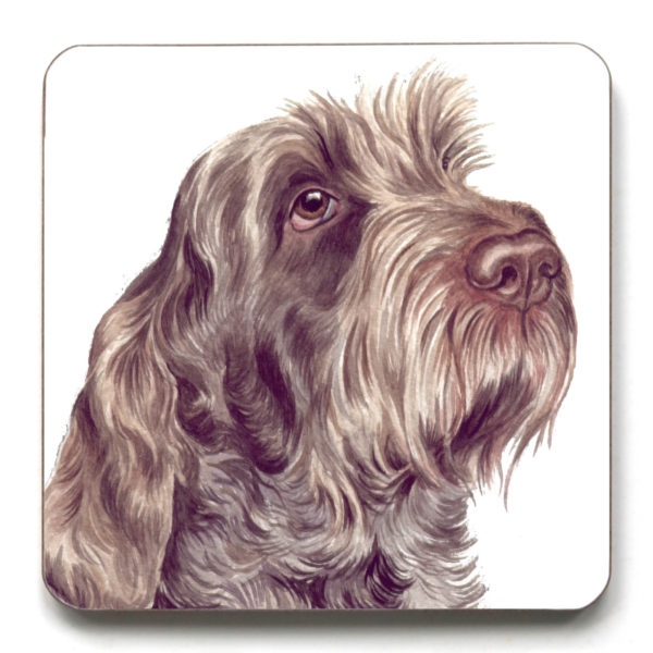 Italian Spinone