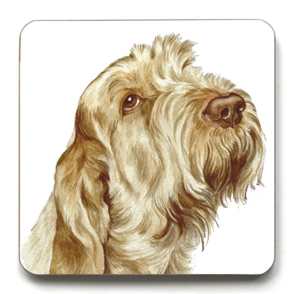 Italian Spinone