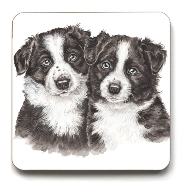 Border Collie Puppies