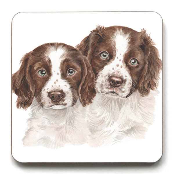 Springer Spaniel Puppies