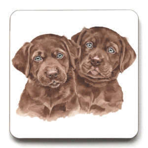 Chocolate Labrador Puppies